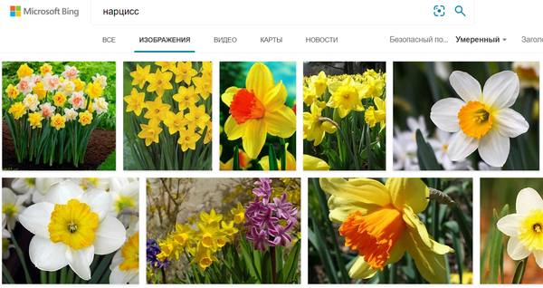 Поиск изображений с помощью Bing
