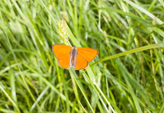 Летняя фотография с оранжевой бабочкой