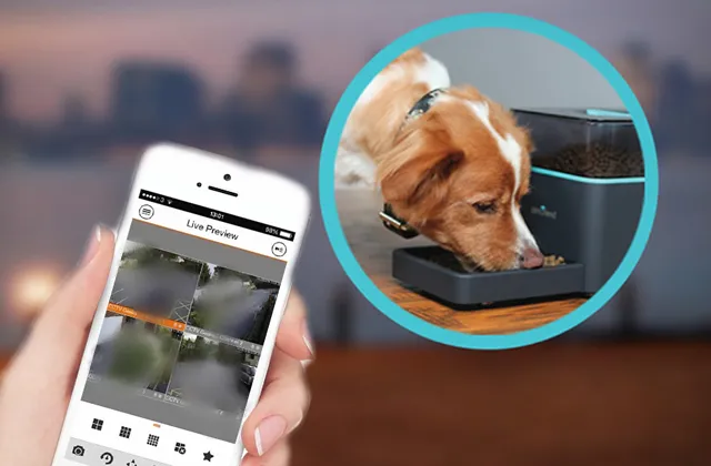 Используем смартфон для наблюдения за домашней собакой